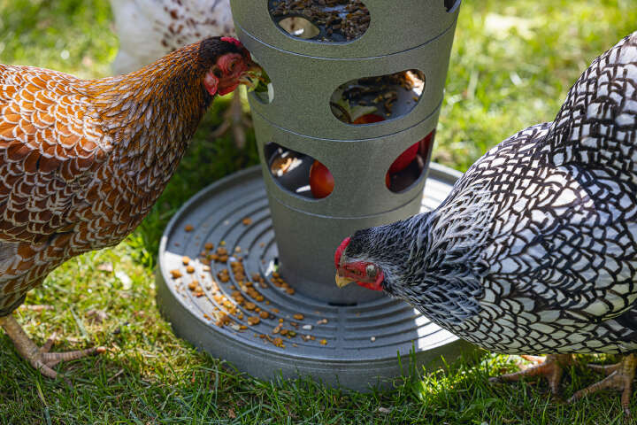 beeztees Hühner Futterturm